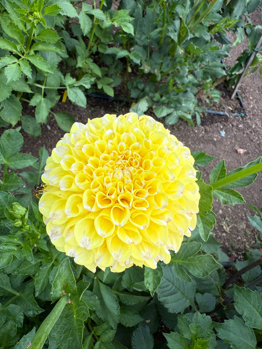 River’s Yellow Snow