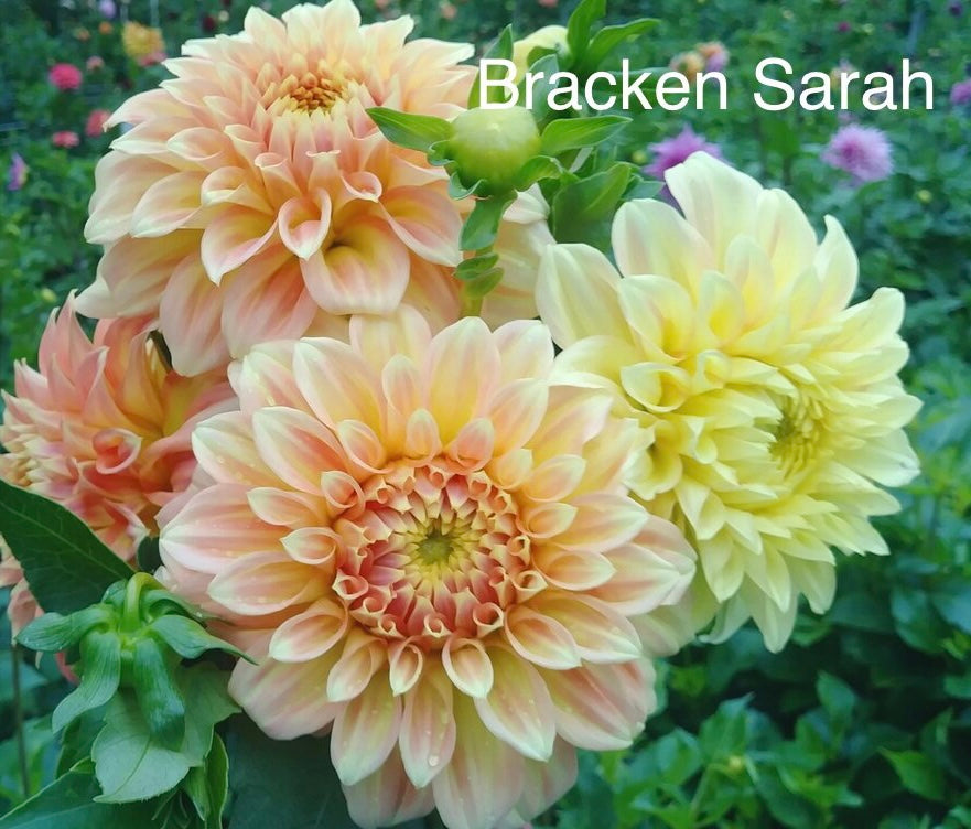 Bracken Sarah