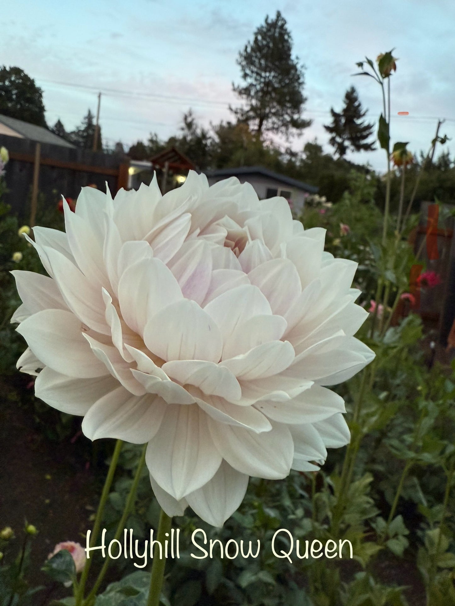 HH Snow Queen