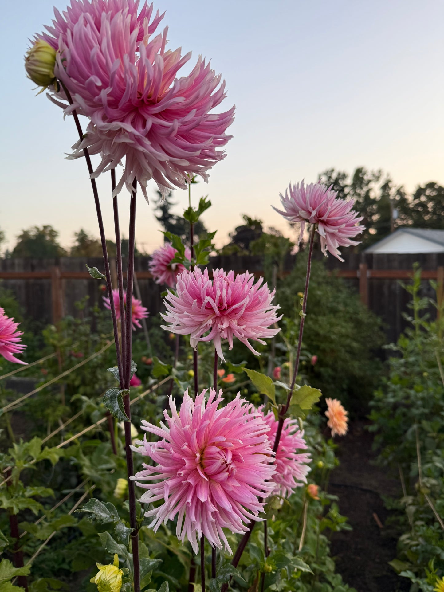 Hollyhill Cotton Candy