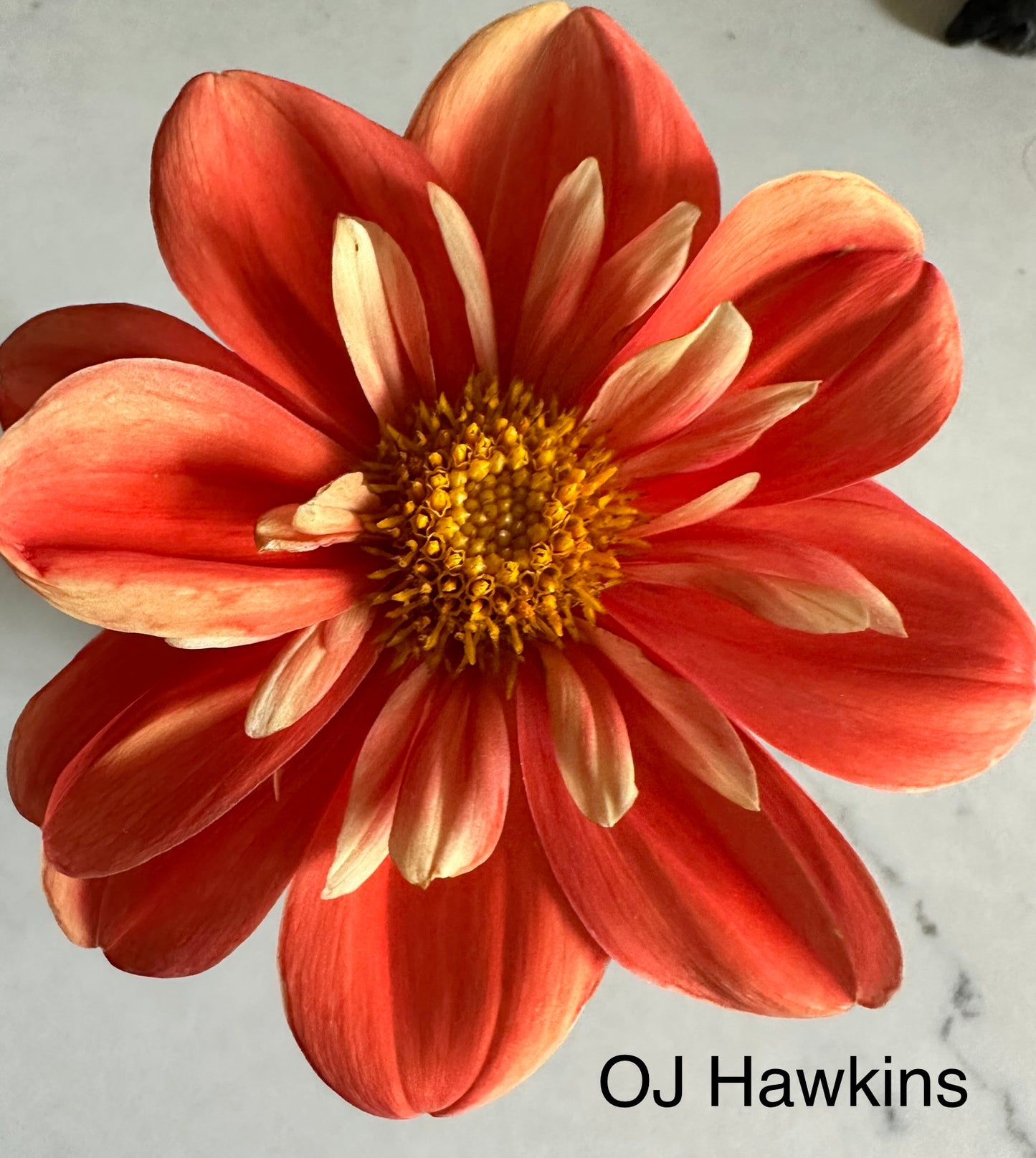 OJ Hawkins