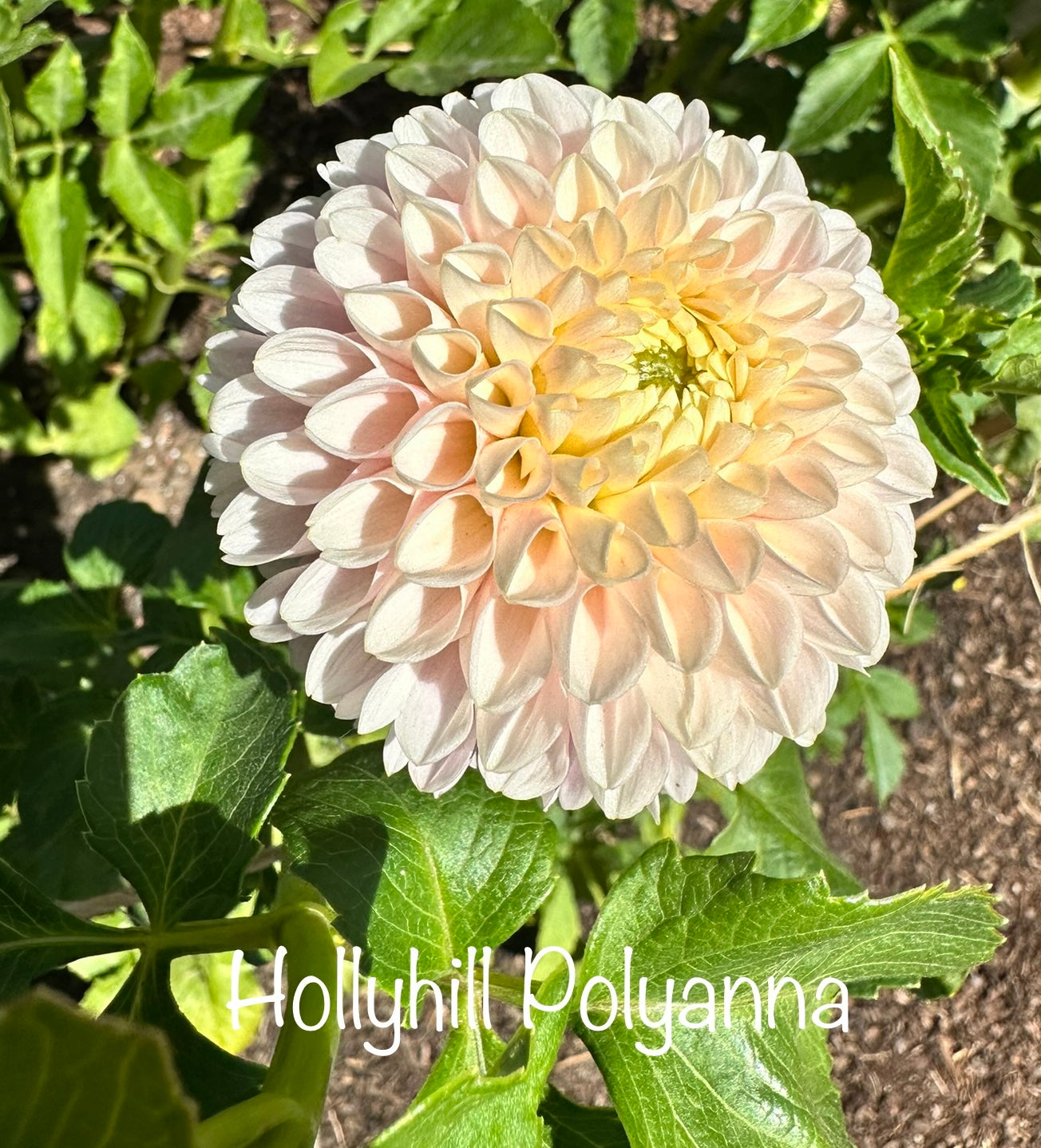 Hollyhill Polyanna