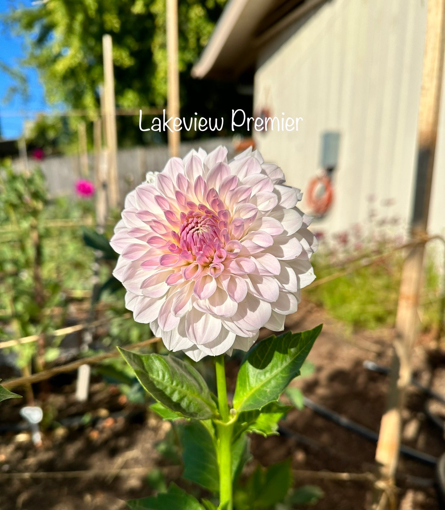 Lakeview Premier