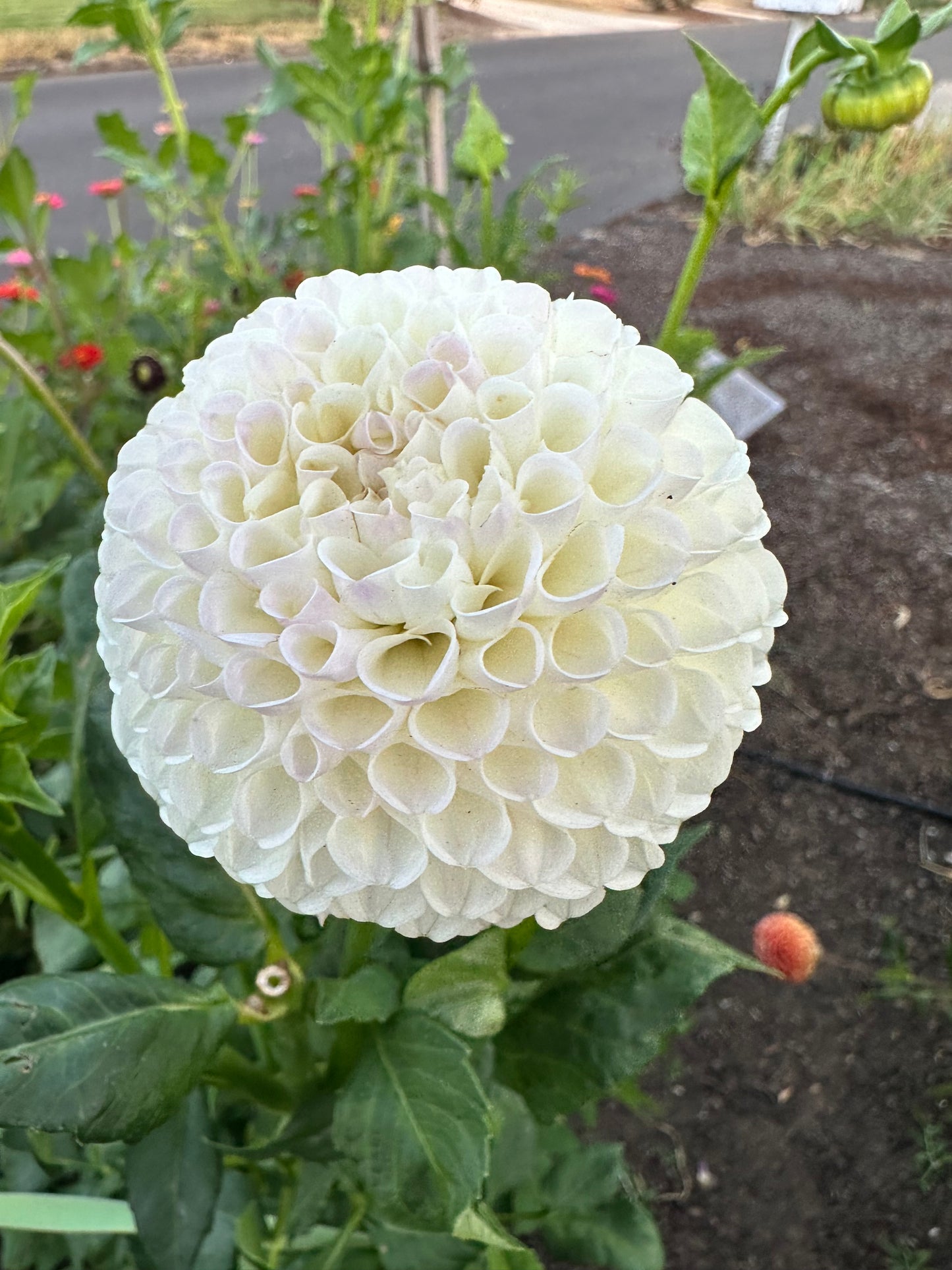 Hollyhill Miss White