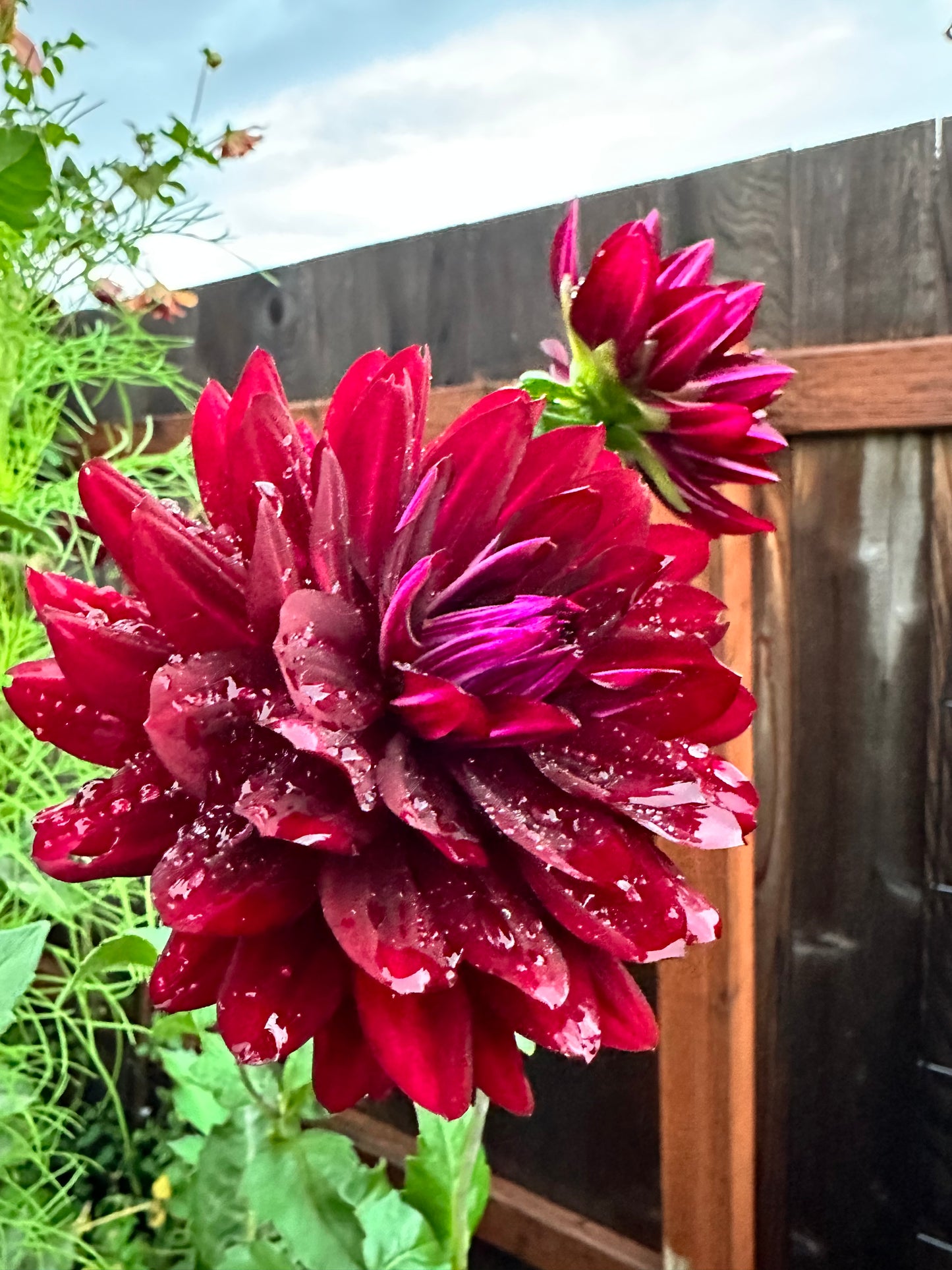 Hollyhill Black Beauty