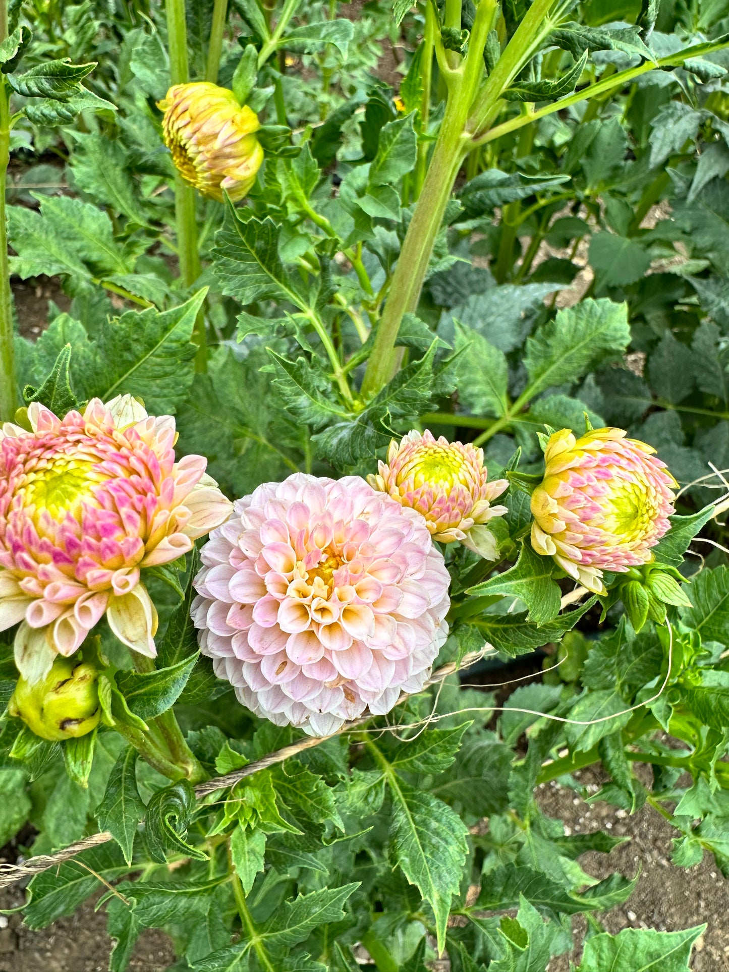 Hollyhill Pink Pearl