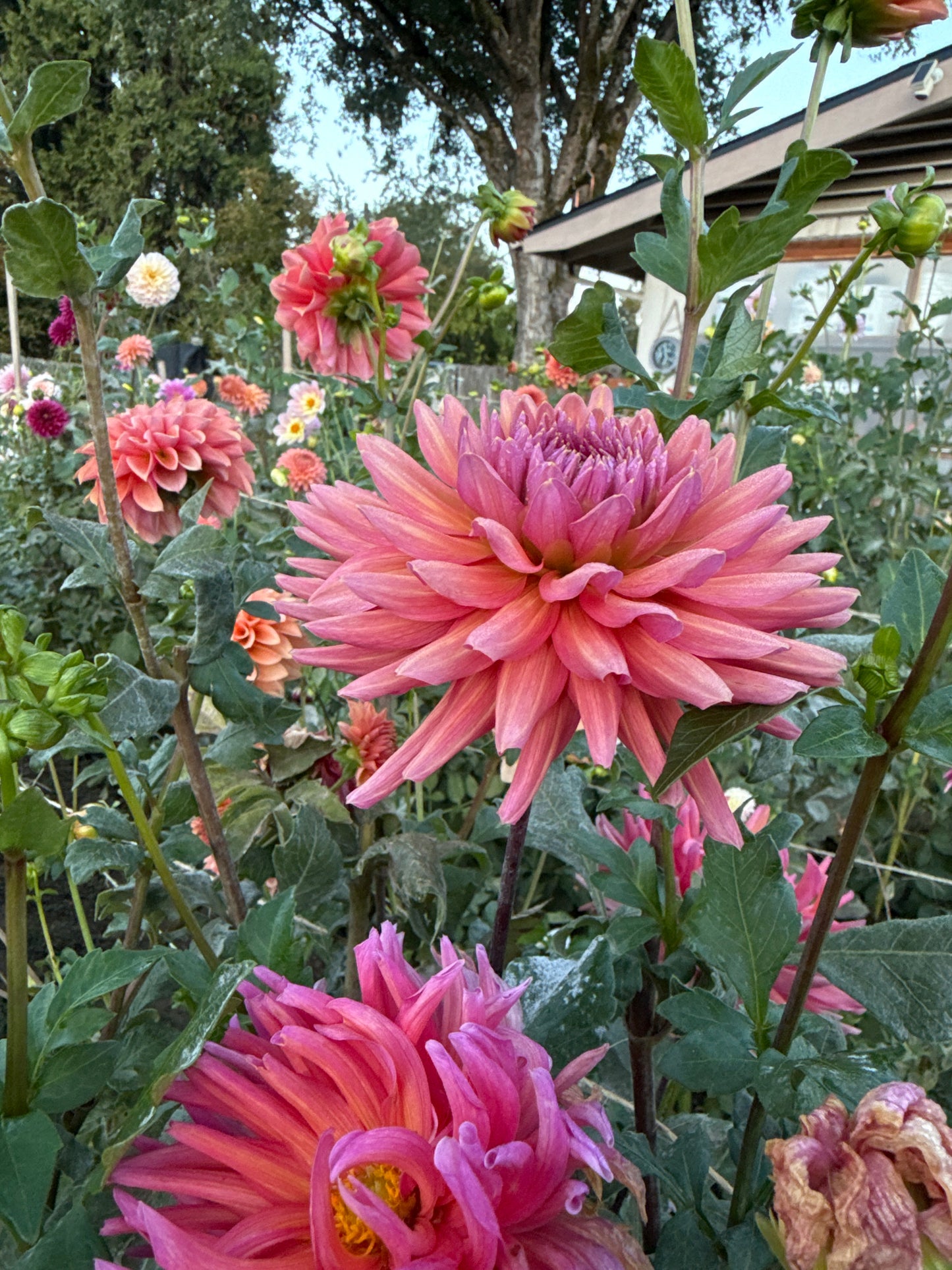 Allen's Smokey Skies