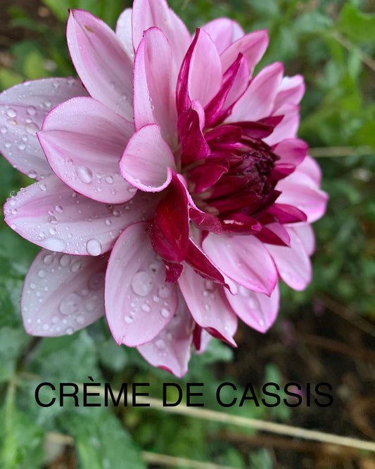 Crème De Cassis