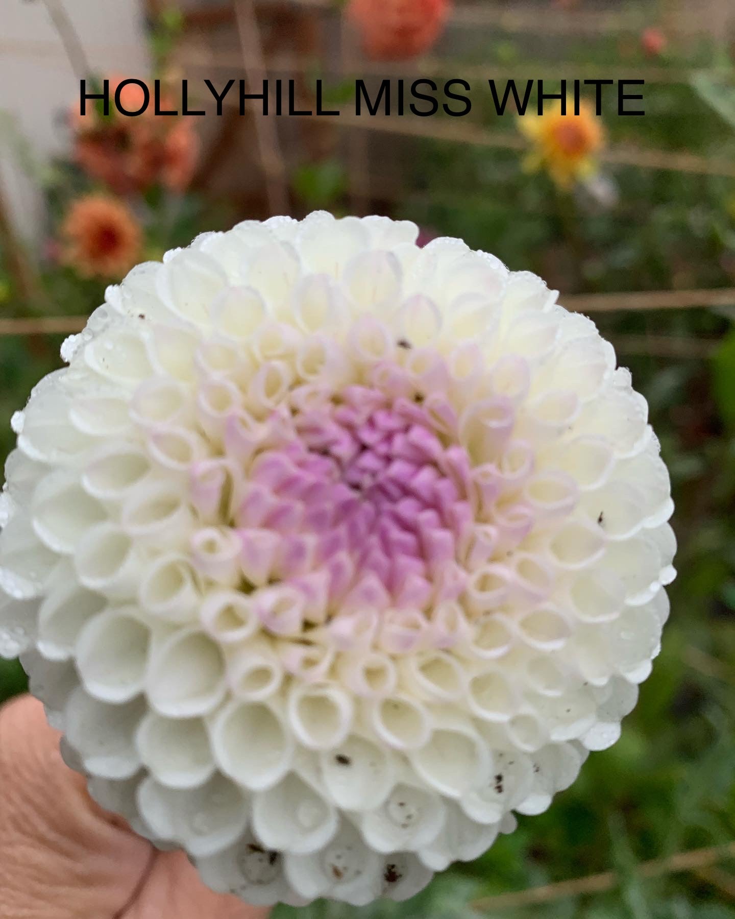 Hollyhill Miss White