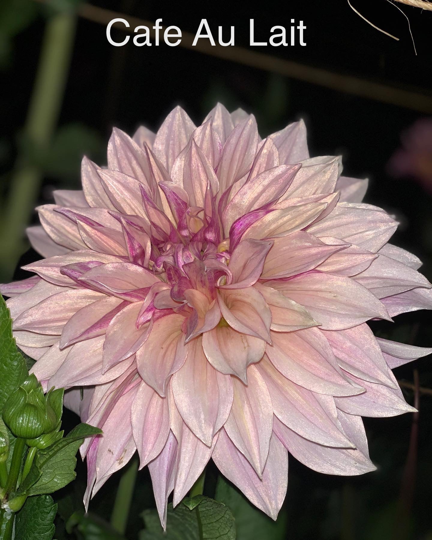 Cafe Aui Lait
