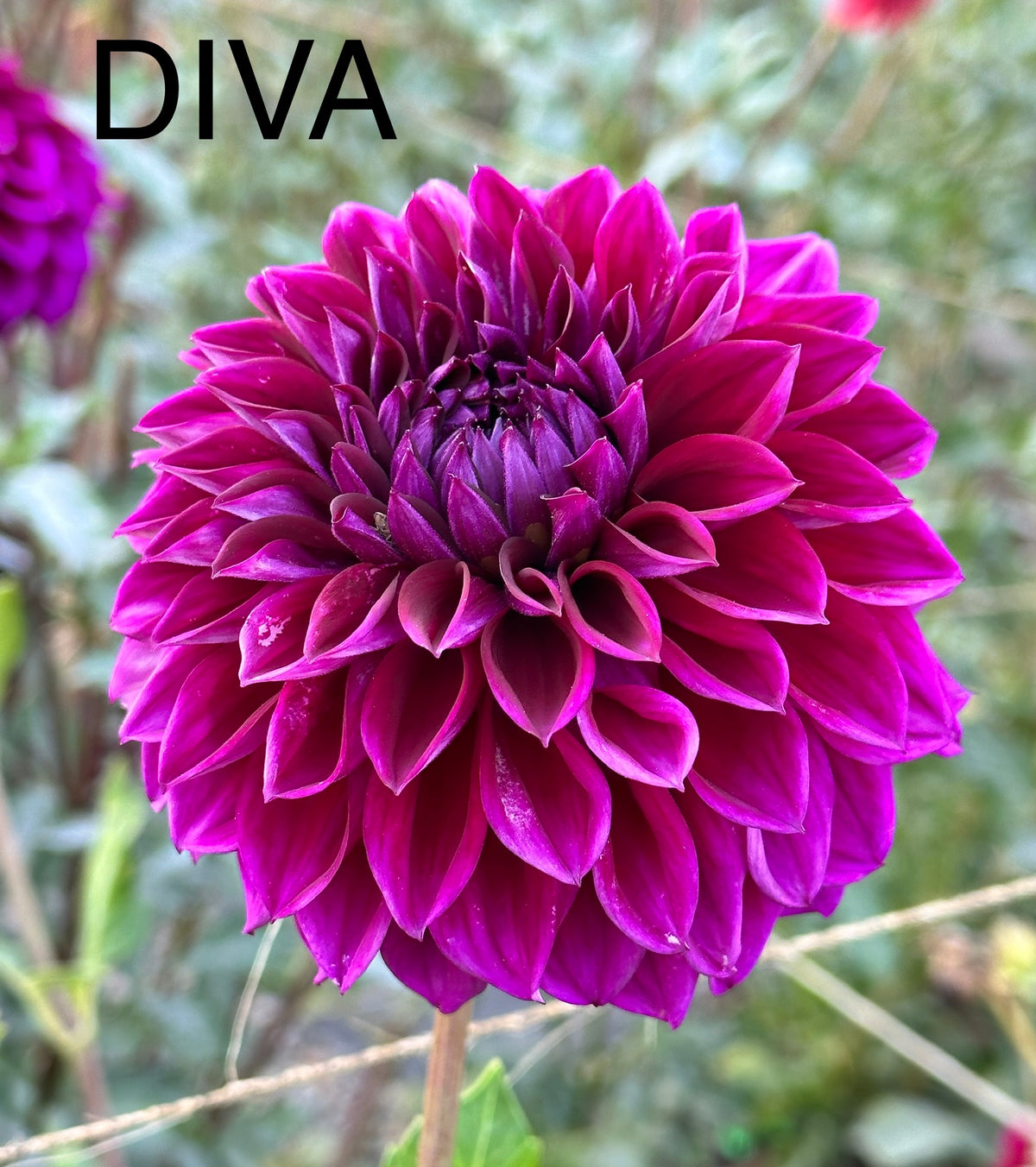 Diva