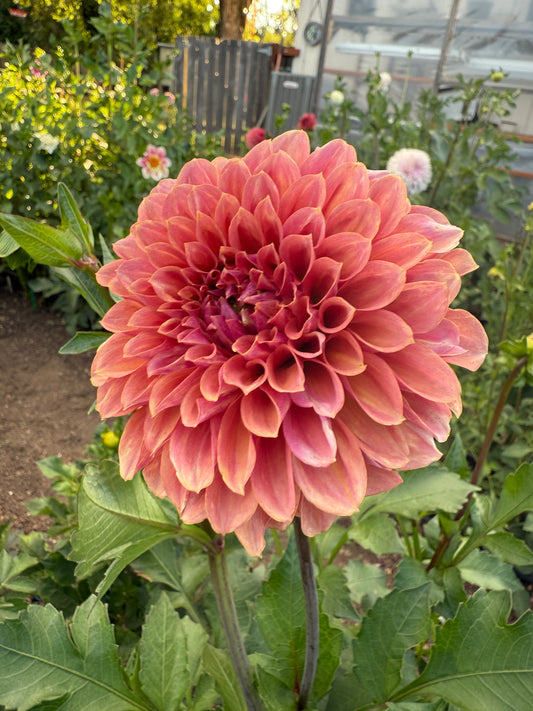 KA Keltie Rose