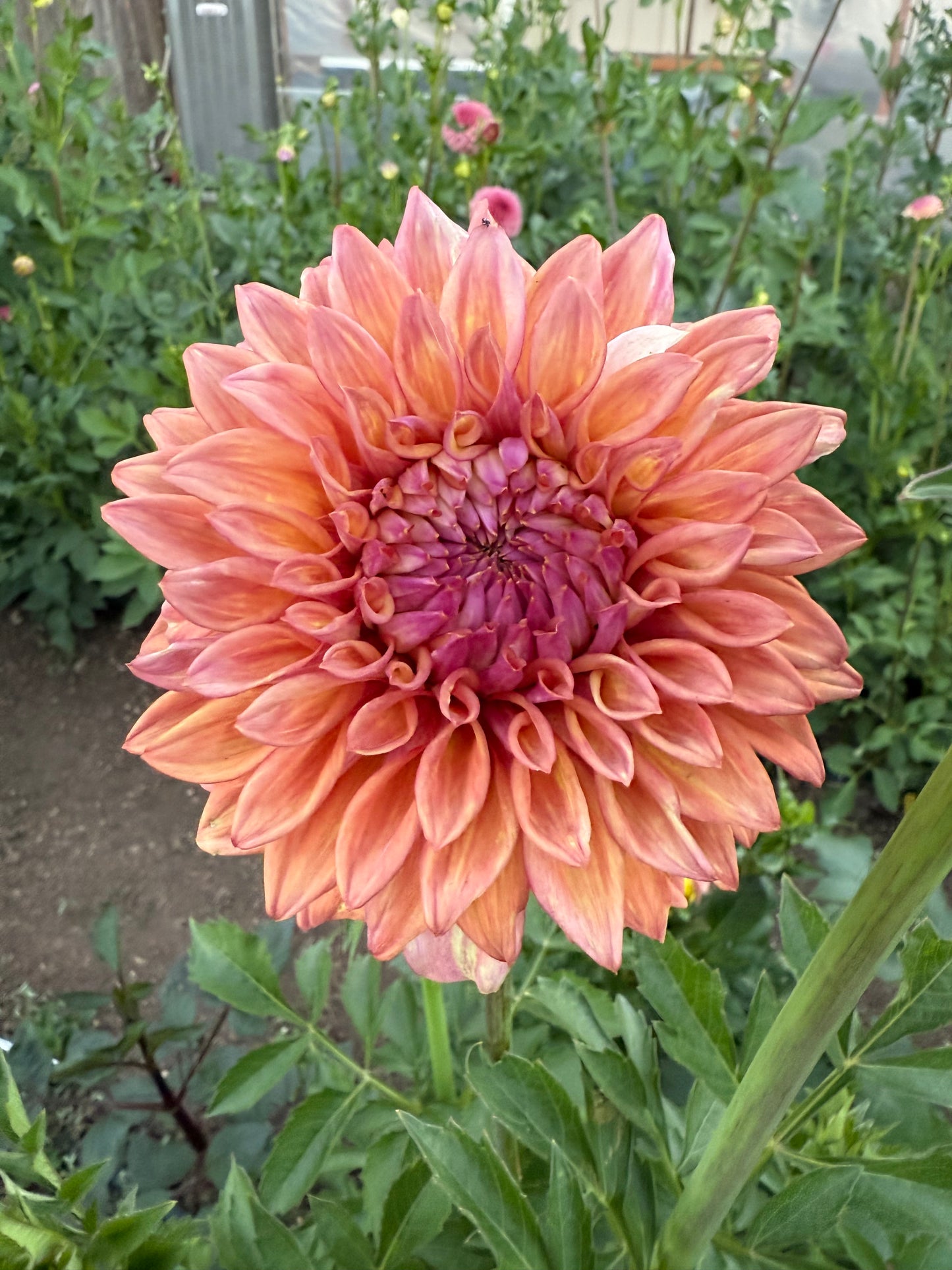 Misfits Kaleidoscope