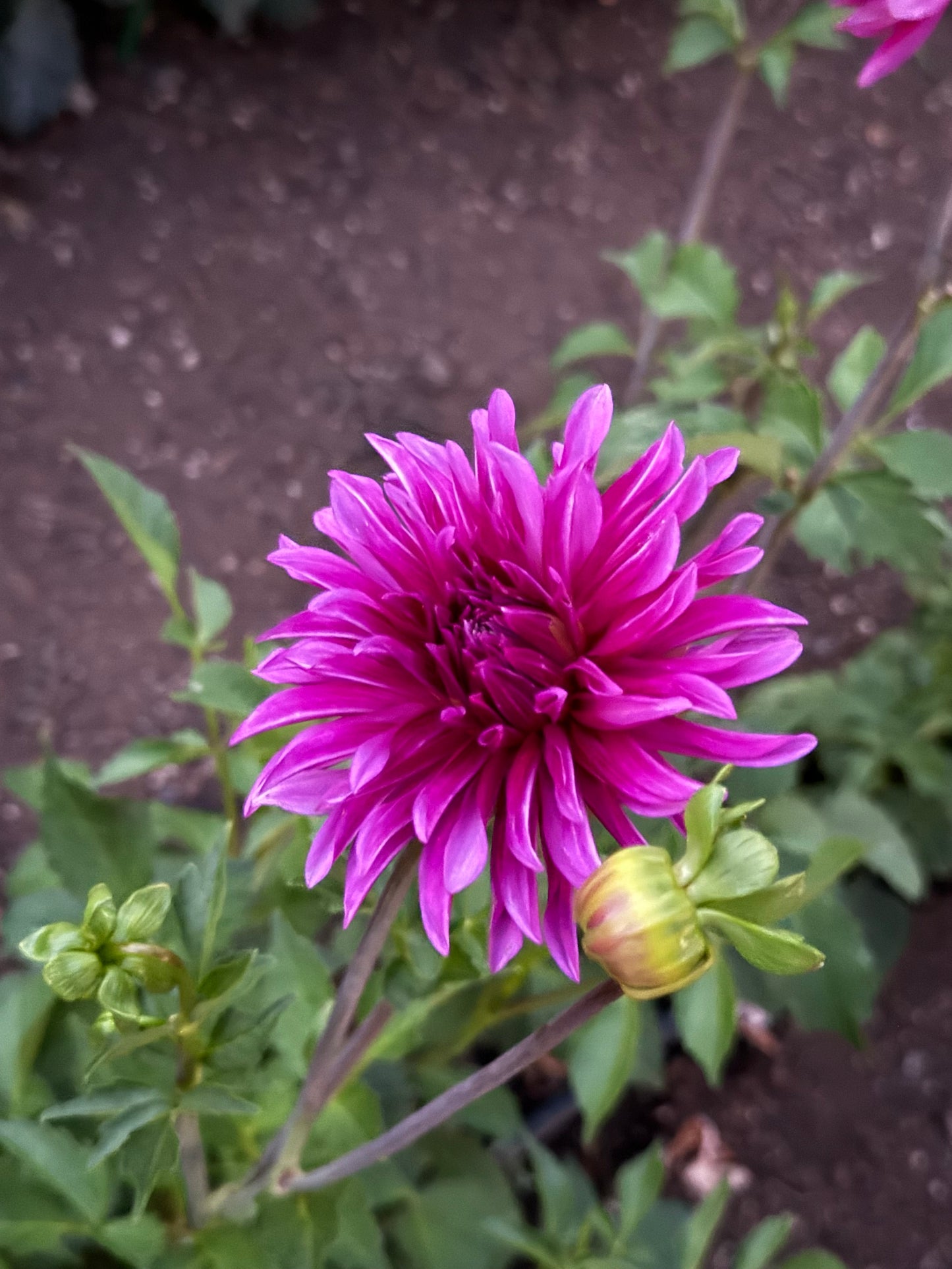 Rivers Purple Pinwheel