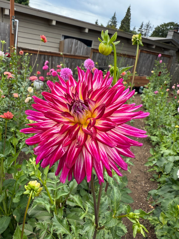 Hollyhill Starburst