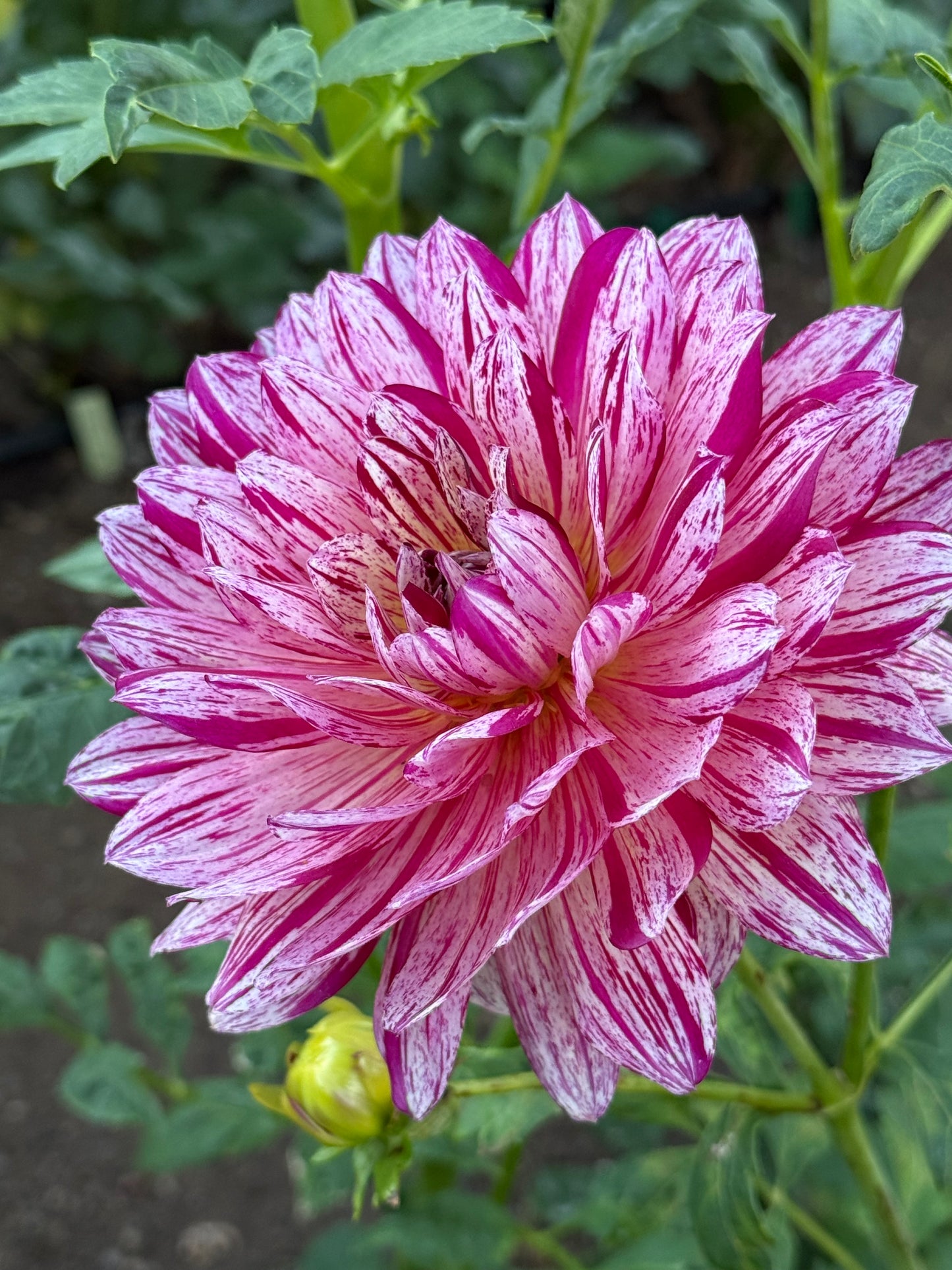 Hollyhill Pink Tigress