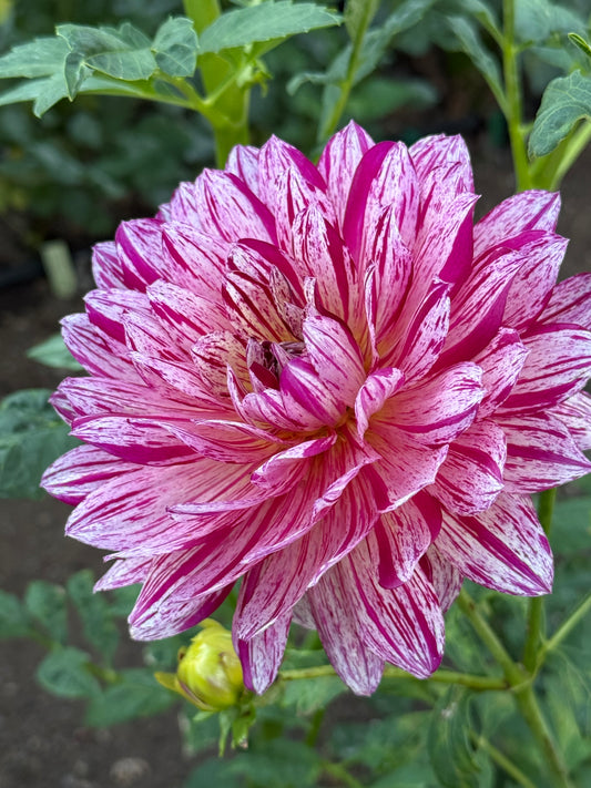 Hollyhill Pink Tigress