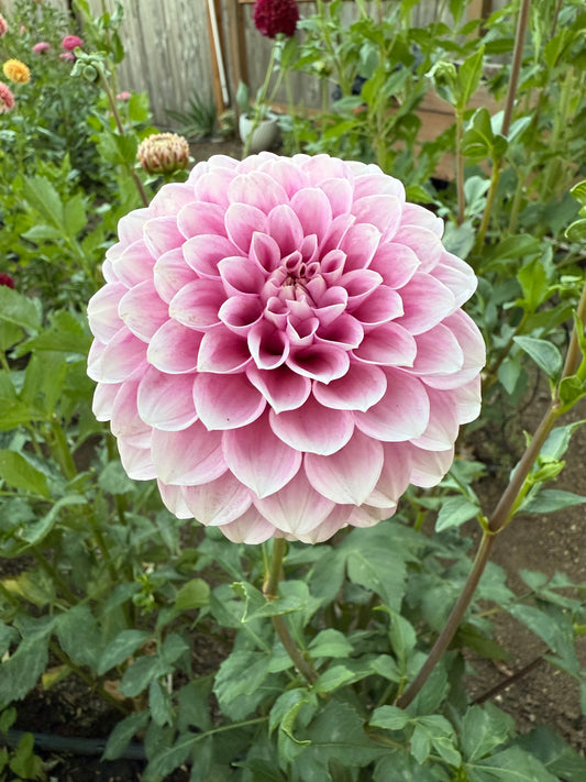 Levi’s Confessor Cutting