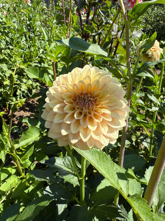 Lorelei Fruit Tingle