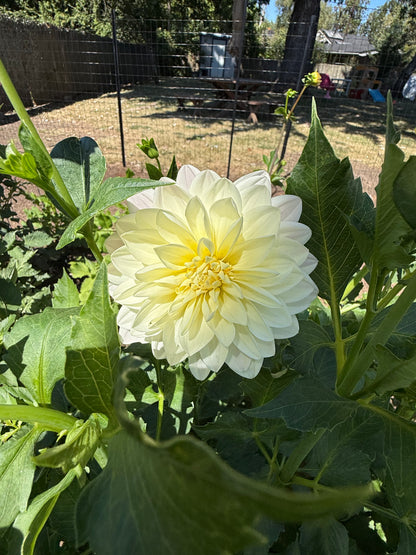 Hollyhill Creamy Cutting
