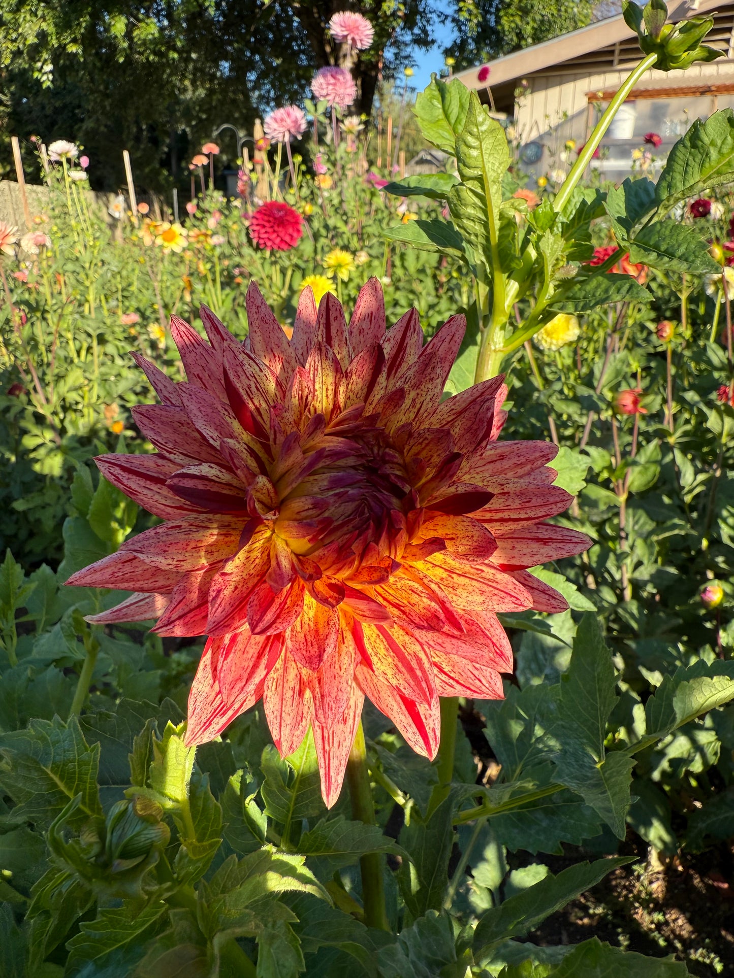 Hollyhill Dragonfire