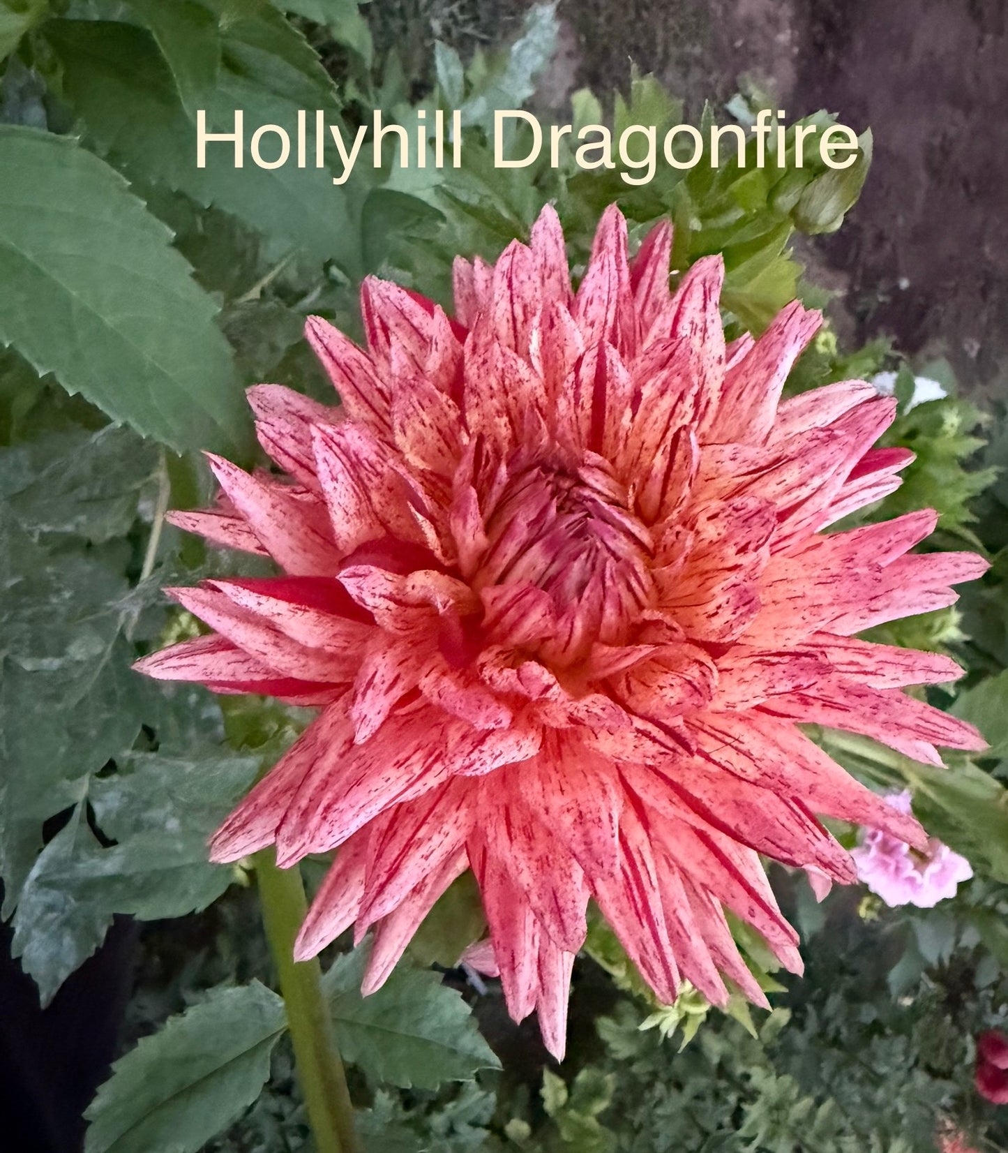 Hollyhill Dragonfire