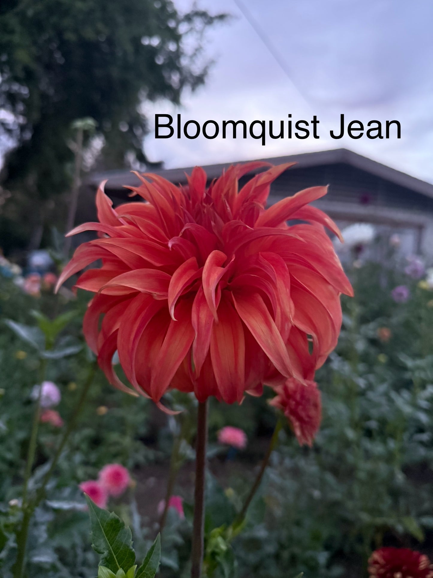 Bloomquist Jean