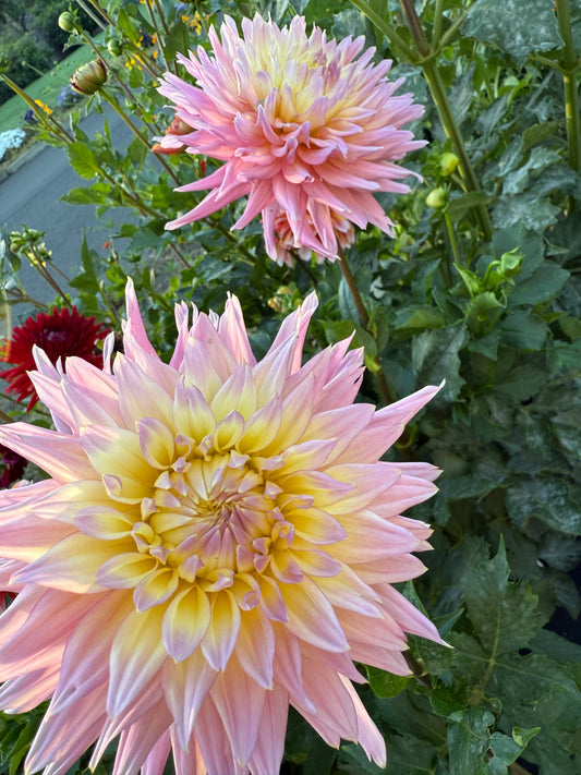 Coseytown Double Dutch