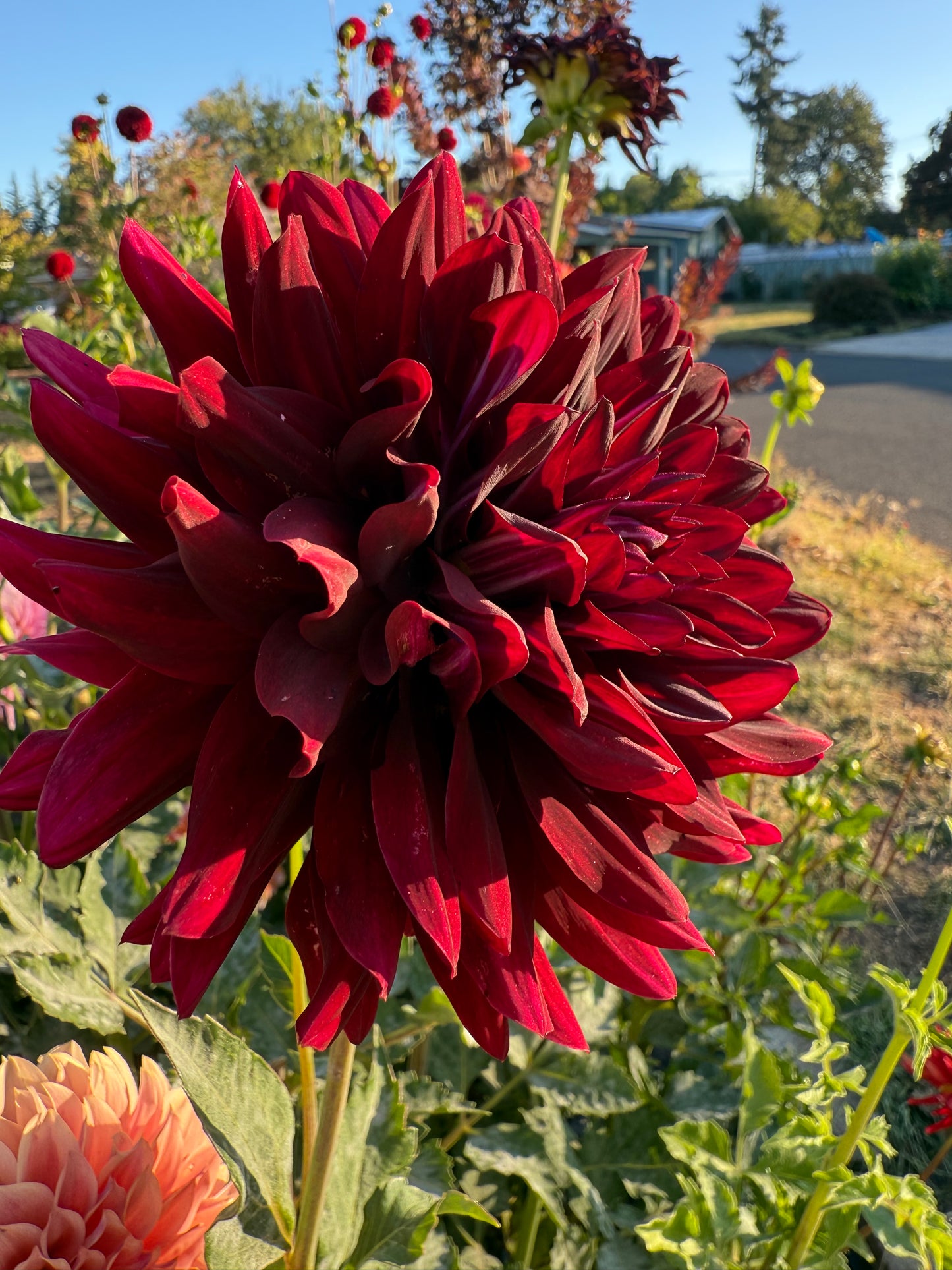 Hollyhill Black Beauty