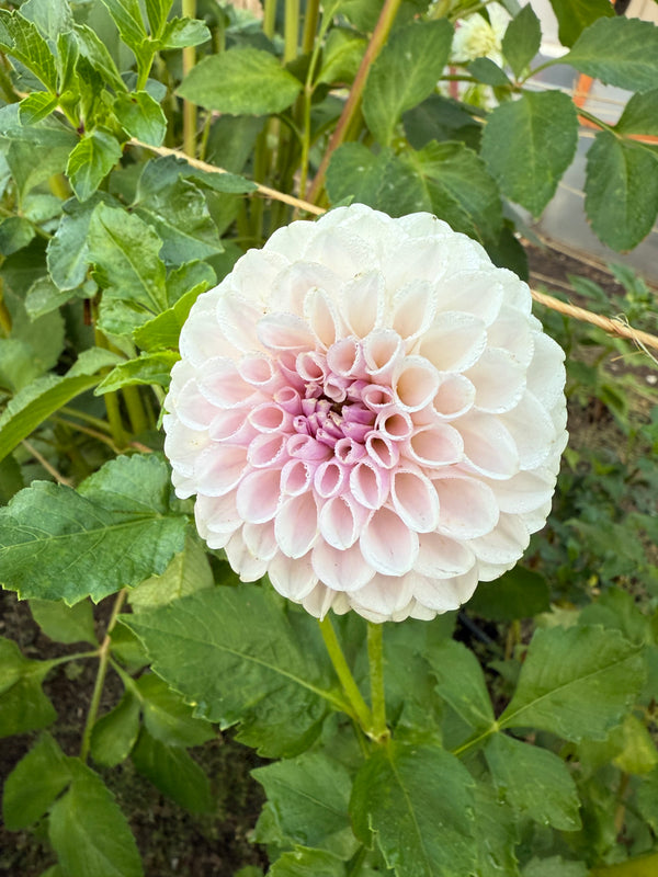 Eden’s Blush On