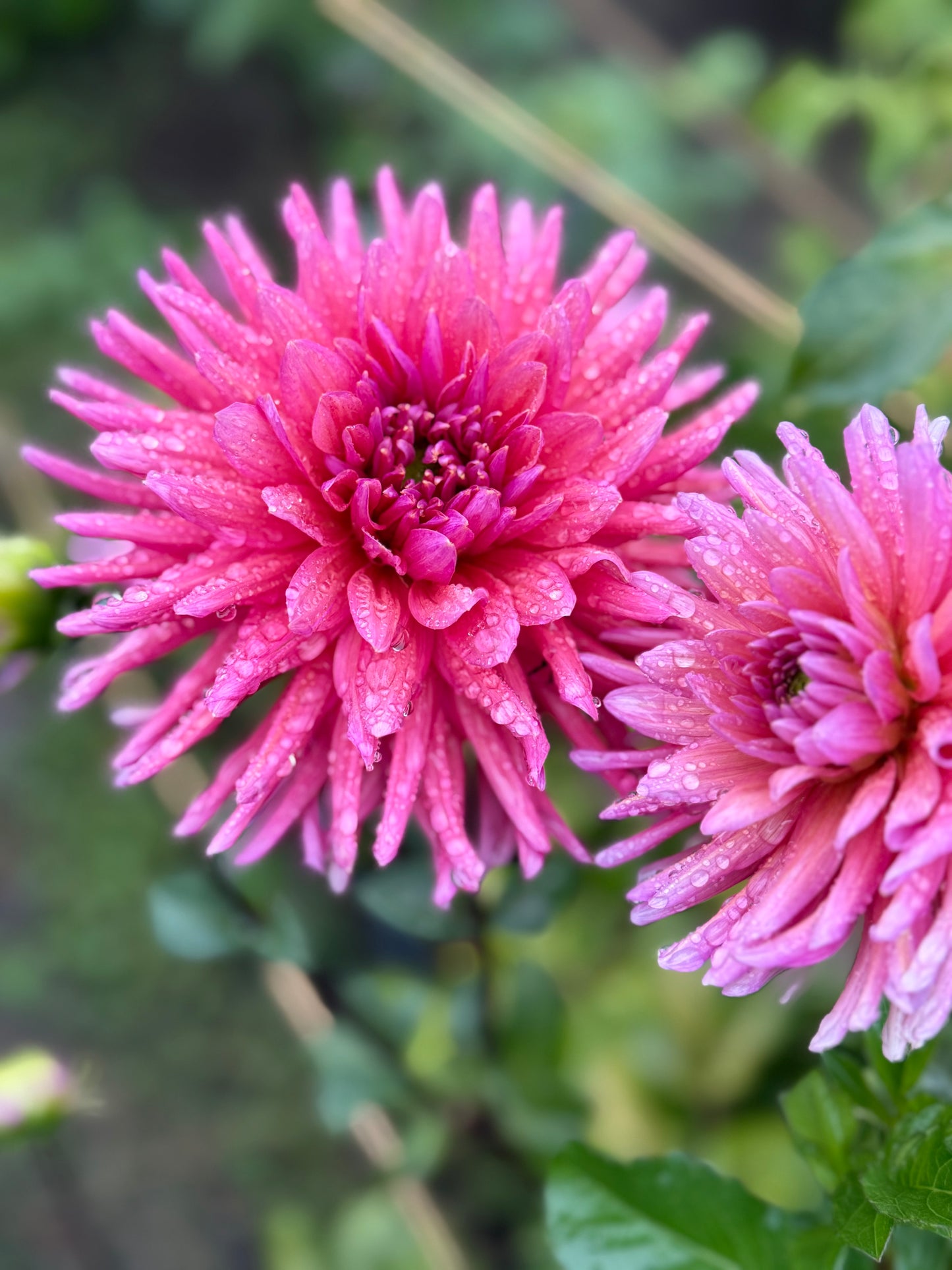 Allen's Smokey Skies