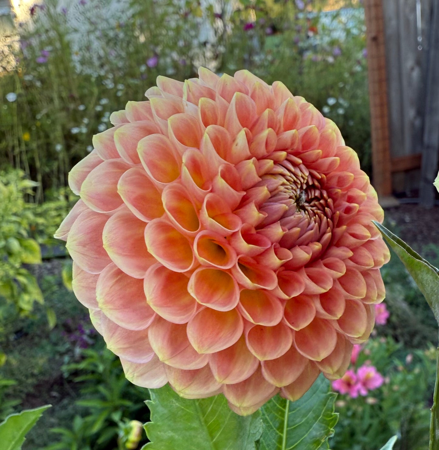 20th Ave Softer Peach