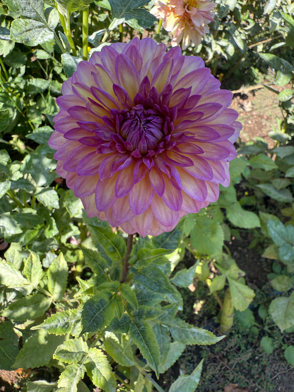Bloomquist Fradene