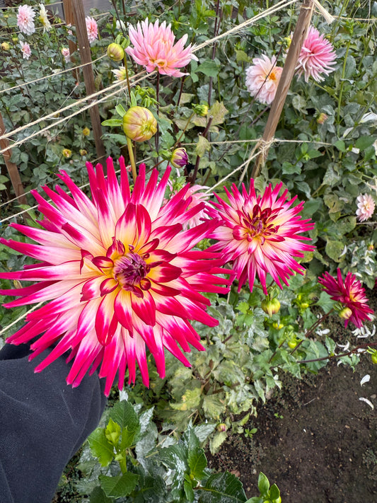 Hollyhill Starburst