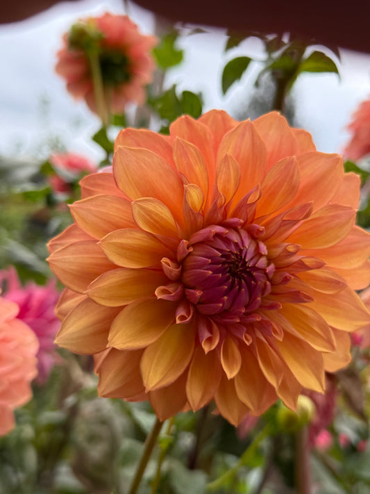 Misfits Kaleidoscope