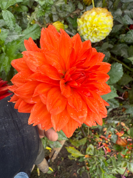 Improved Orange cushion