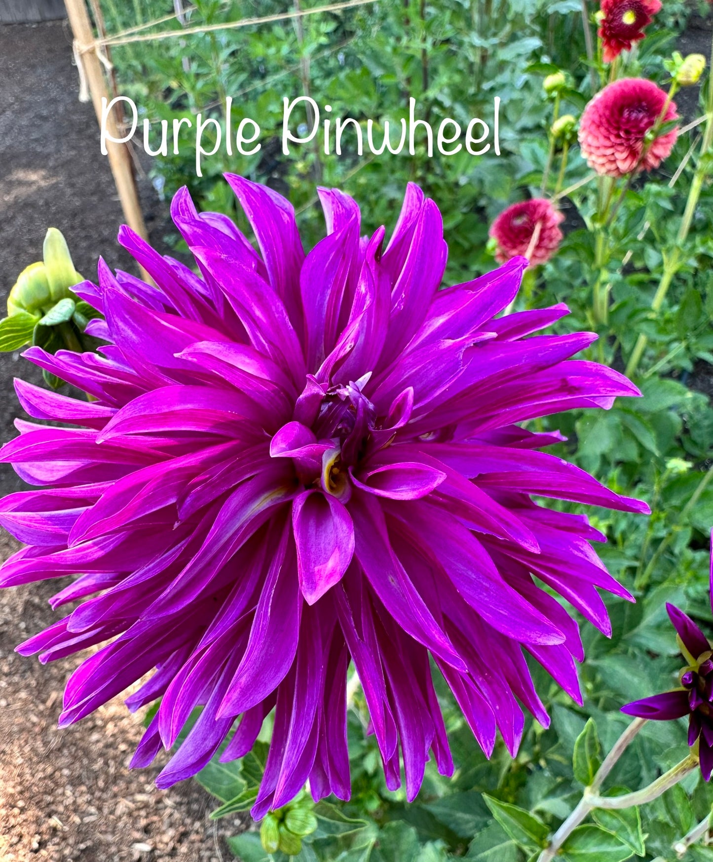 Rivers Purple Pinwheel