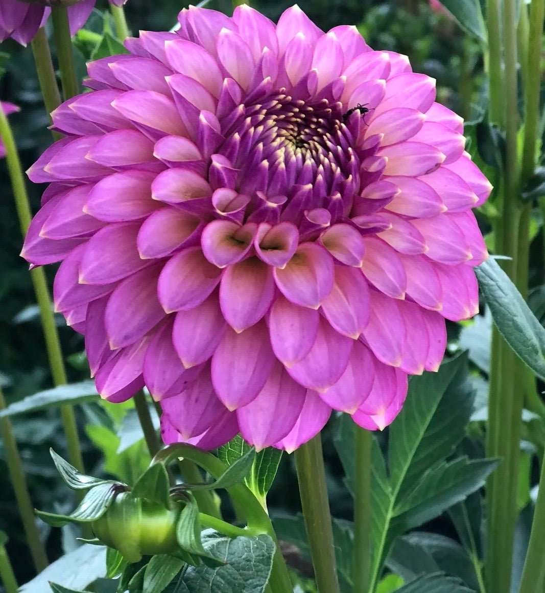 Skipley Spot of Gold