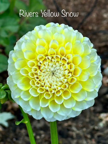River’s Yellow Snow