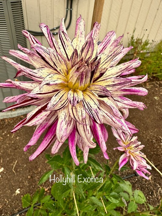 Hollyhill Exotica