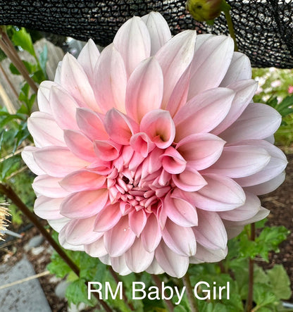 RM Baby Girl