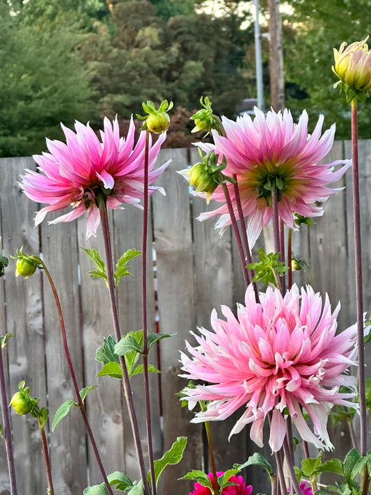 Hollyhill Cotton Candy