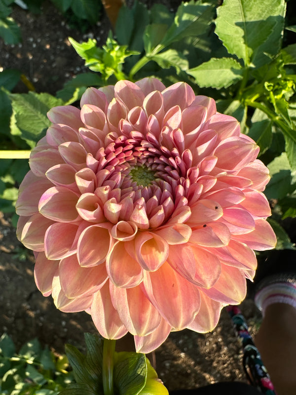 Hamari Rose