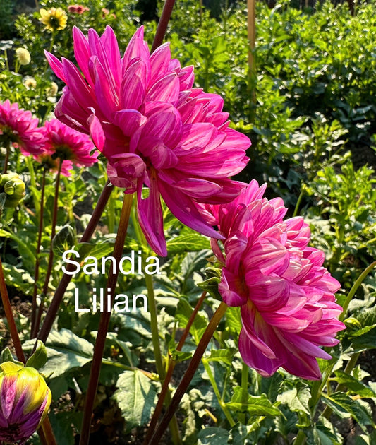 Sandia Lilian