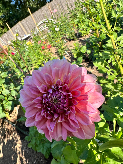 Lee’s Mauva Guava