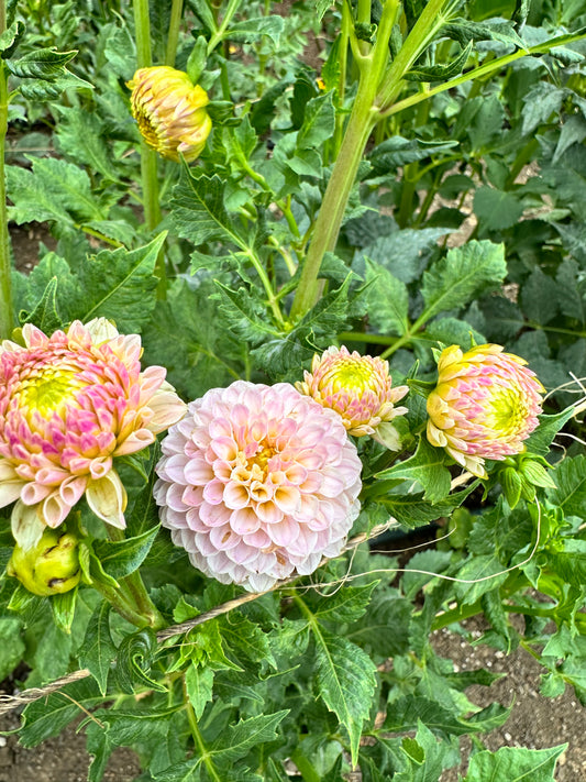 Hollyhill Pink Pearl