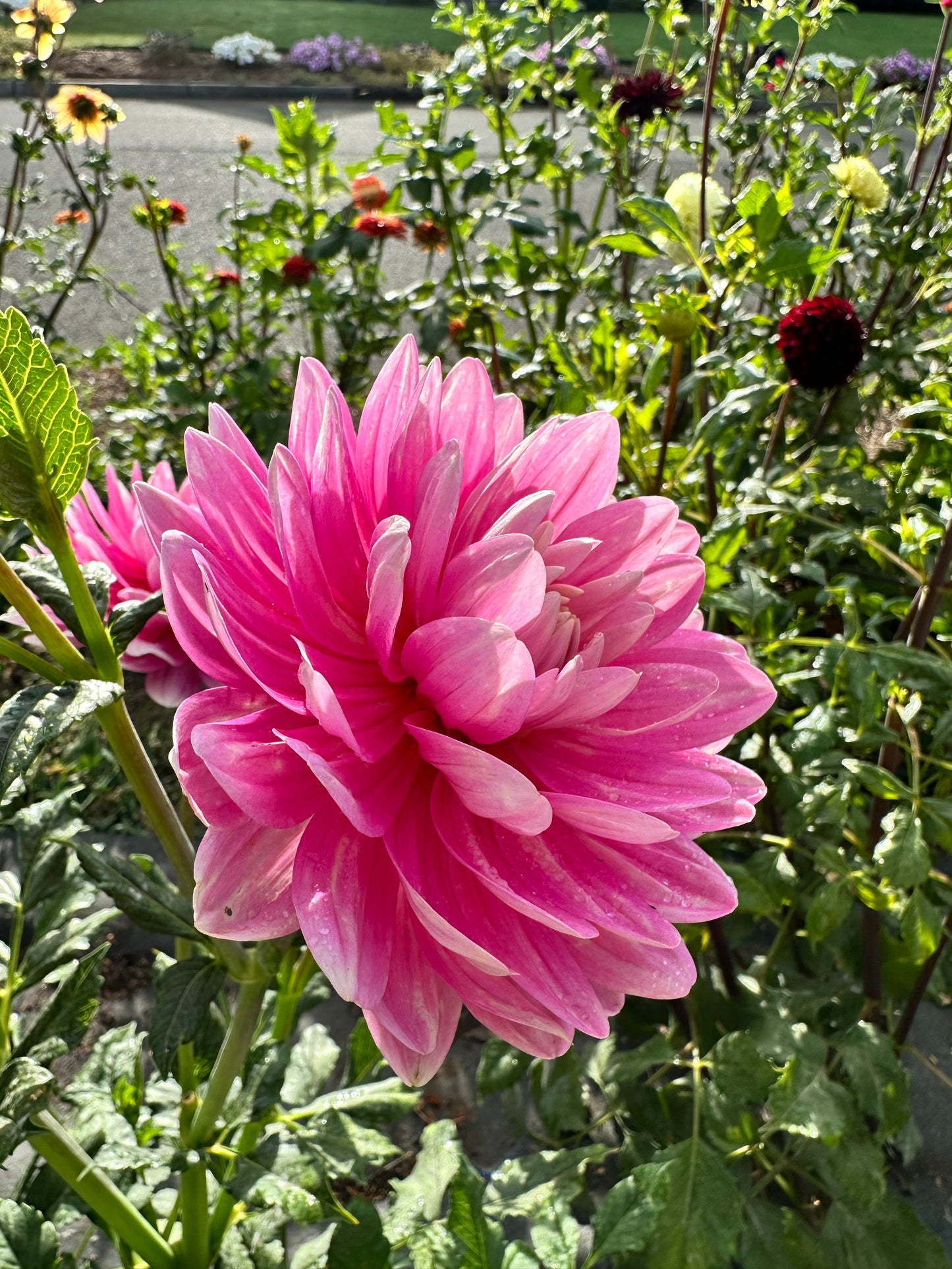 Hollyhill Pink Parfait