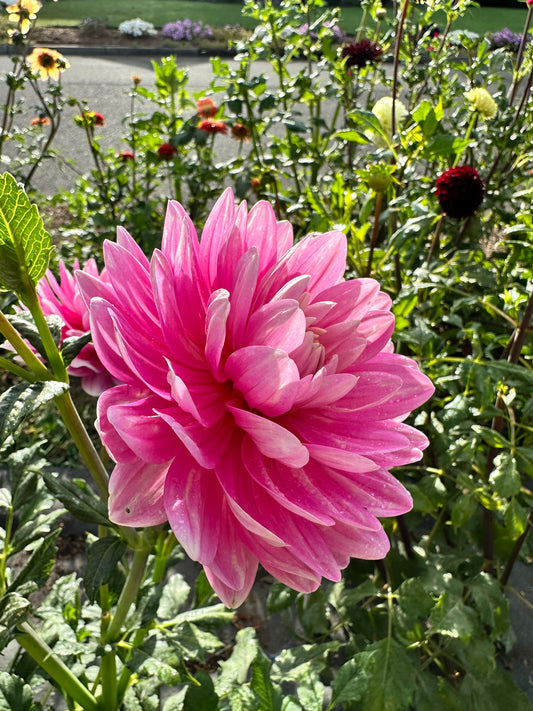 Hollyhill Pink Parfait