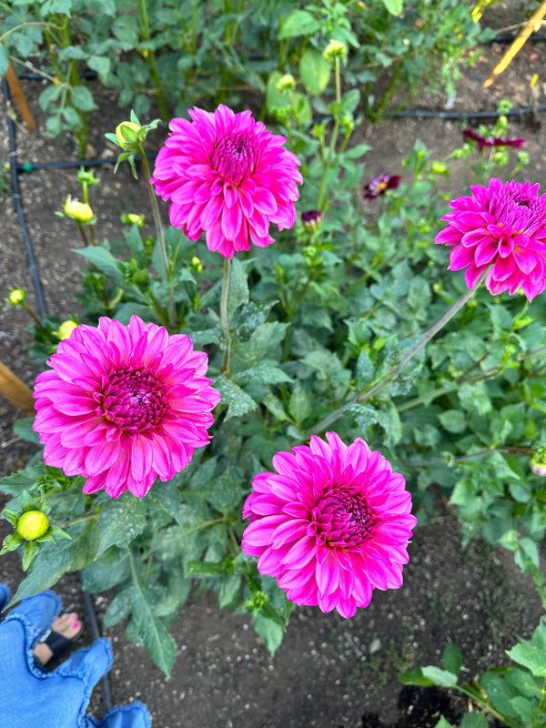 River’s Bubblegum