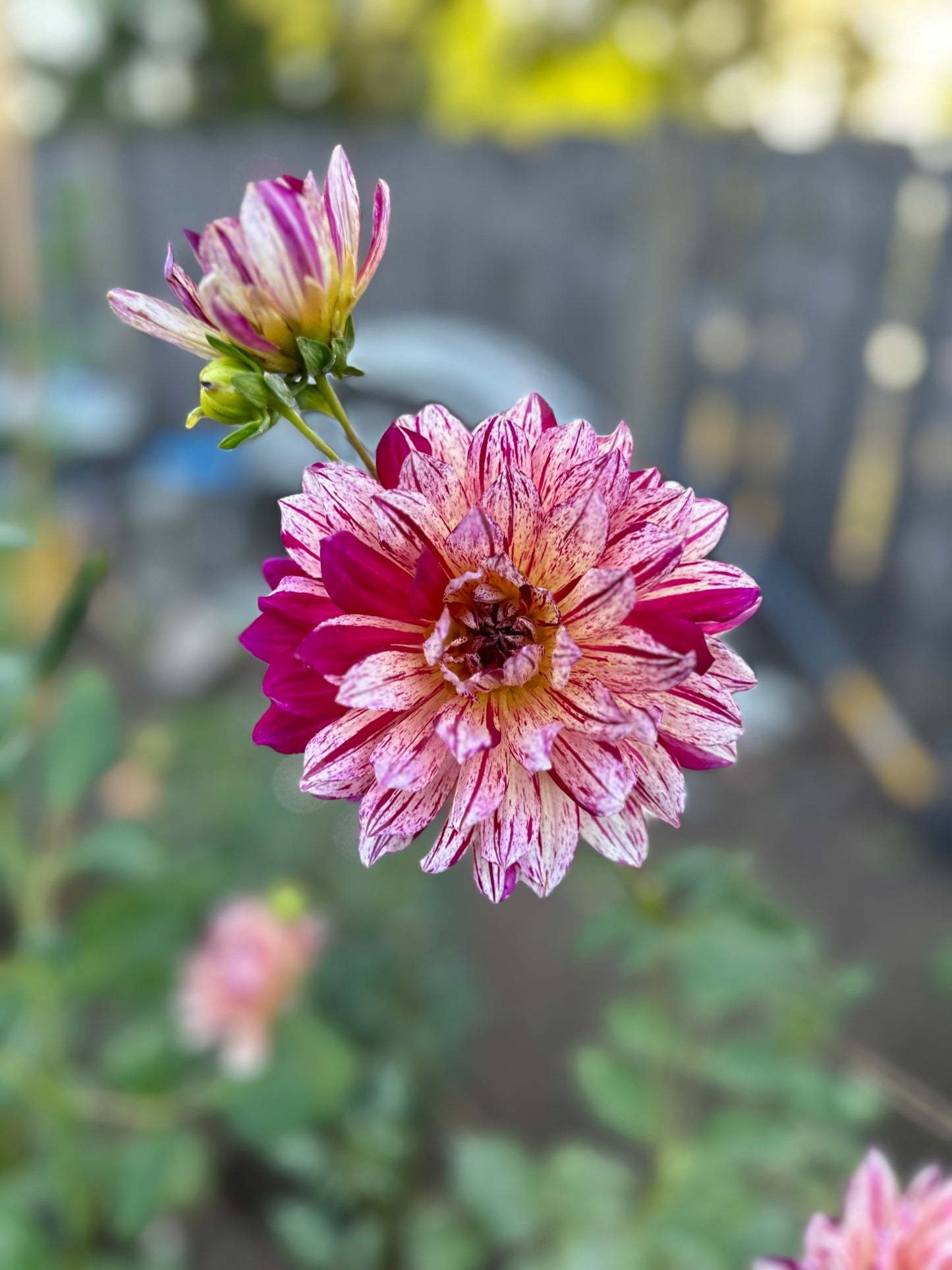 Hollyhill Pink Tigress